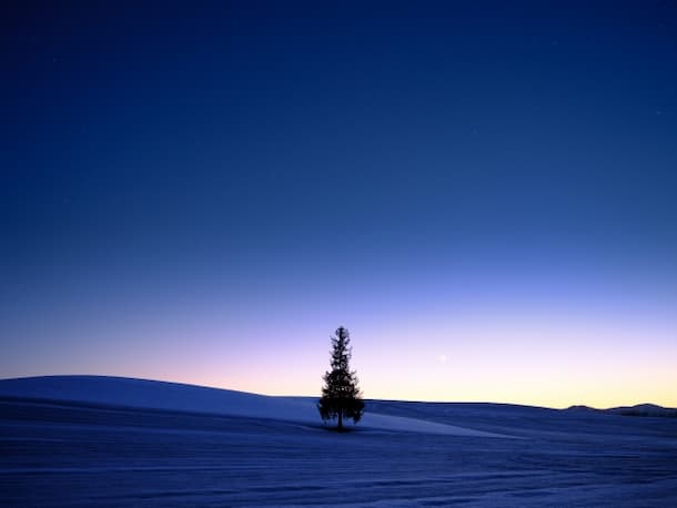 冬の美瑛　夕景のクリスマスツリーの木